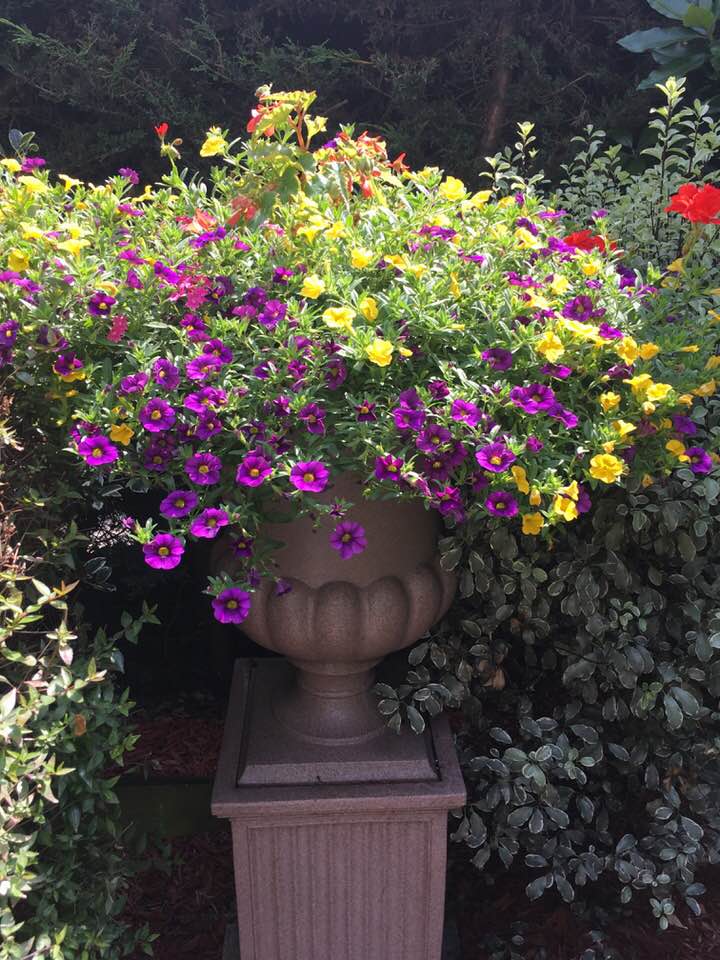 Blooming Lovely | Gallery | Hanging Baskets in Hampshire